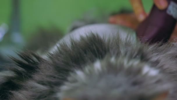 Katze bekommt einen Haarschnitt — Stockvideo