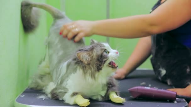 Vétérinaire prenant soin d'un chat .