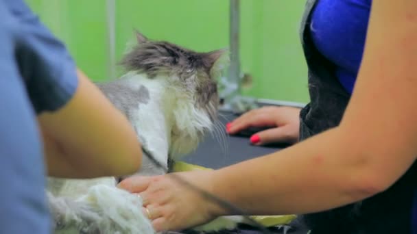 Bir kedi traş veteriner. yakın çekim. — Stok video