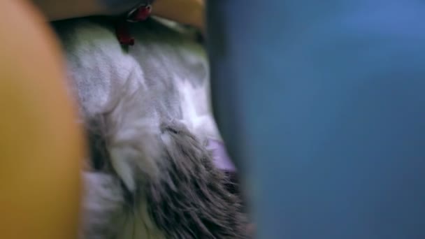 兽医剃光一只猫在美容沙龙。美容沙龙. — 图库视频影像