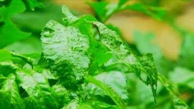 yeşil yaprakları yağmur altında. yakın çekim. yeşil yaprakları.