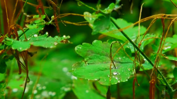 Wassertropfen auf grüne Blätter. Nahaufnahme. Wassertropfen. Nahaufnahme. — Stockvideo