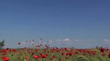 Rüzgar haşhaş alanında. haşhaş alan.
