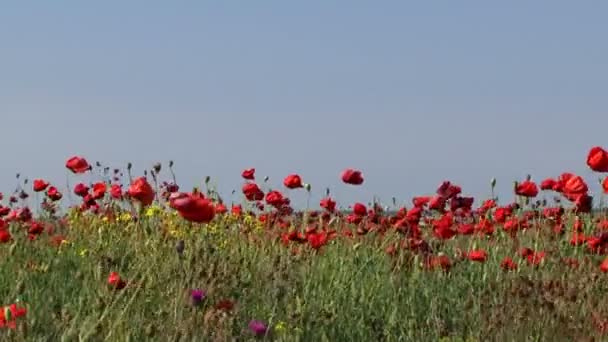 Gebied van bloeiende papavers in de wind. papaver in de wind. — Stockvideo