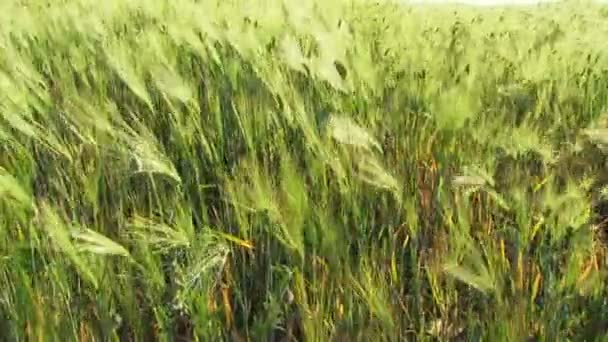 Wheat Field — Stock Video