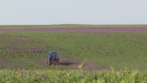 Tracteurs préparant les terres à ensemencer — Video