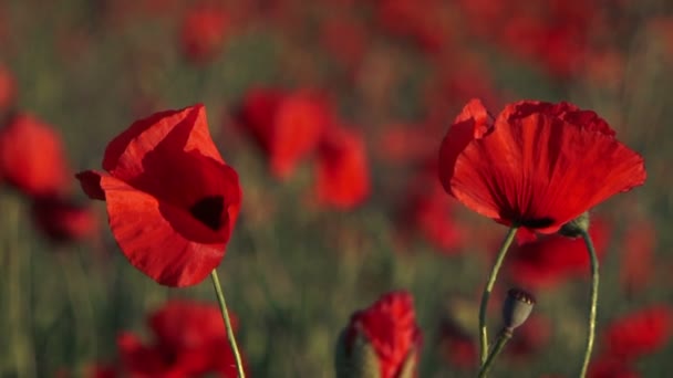 Field of poppies. Close-up. Field of poppies. — Stock Video