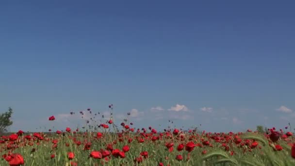 Campo de amapolas en el viento. Campo de amapola . — Vídeo de stock