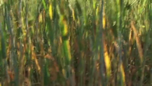 Зелёное пшеничное поле — стоковое видео