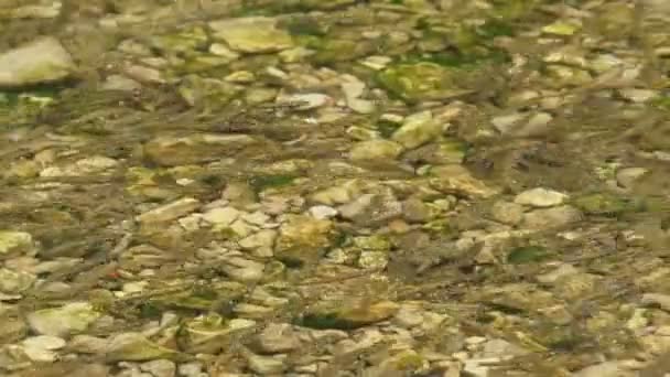 Peces en el lago . — Vídeos de Stock