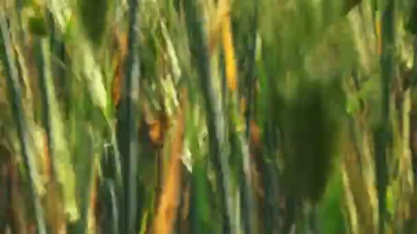 Grönt fält — Stockvideo
