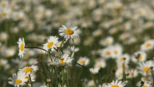 Flores de camomila — Vídeo de Stock