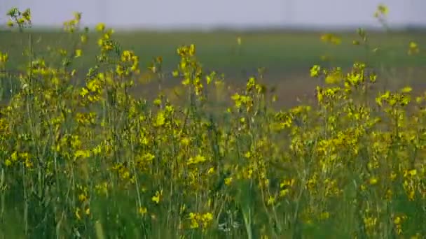 Gult fält blommor — Stockvideo