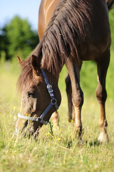 kahverengi at otlatma