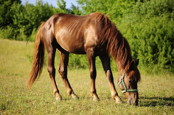 kahverengi at otlatma