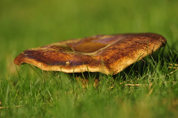 Yeşil çimenlerin üzerinde bir mantar