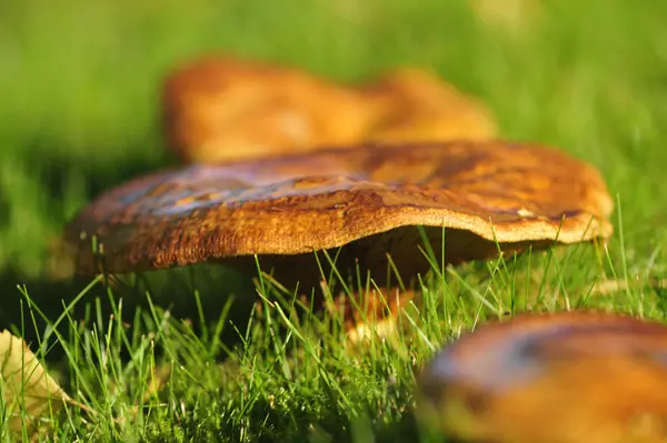 Yeşil çimlerde mantarlar