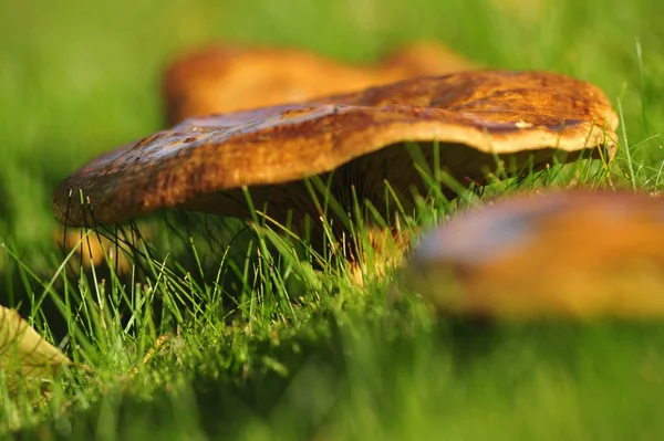 Yeşil çimlerde mantarlar