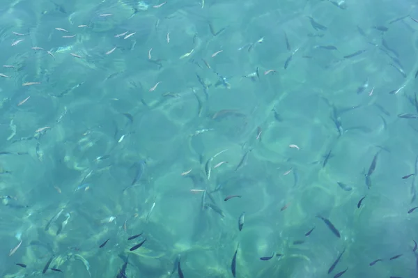 Deniz suyu ile balık