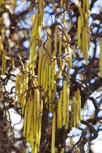 Uma avelã floresce na primavera — Fotografia de Stock