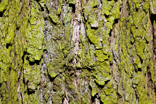 Corteza de un árbol en el bosque — Foto de Stock