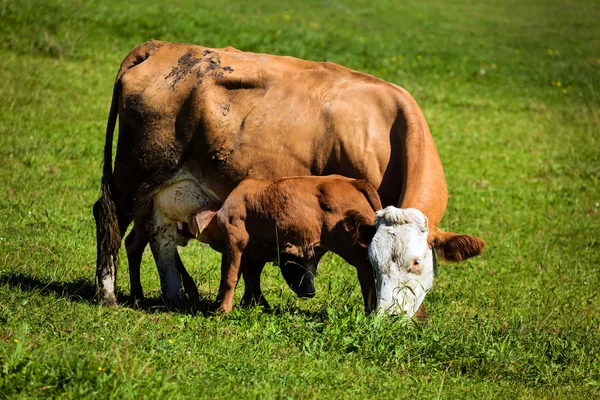 Mera üzerinde inek — Stok fotoğraf