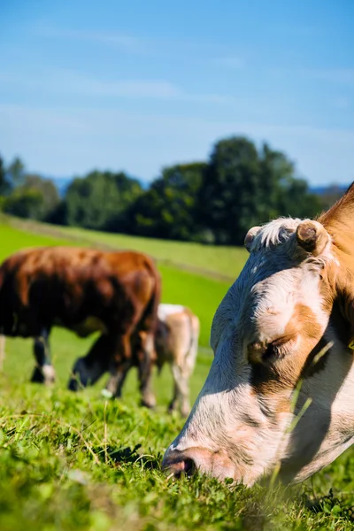 Kuh auf der Weide — Stockfoto