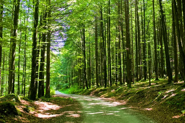 Bosque con camino —  Fotos de Stock