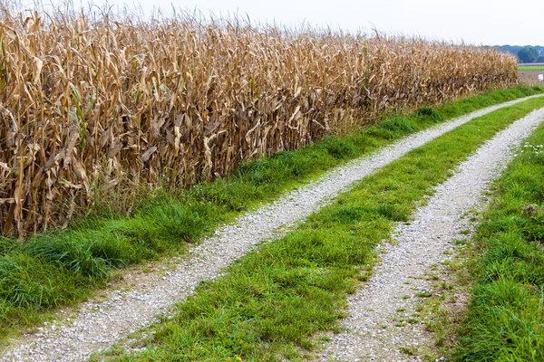 Camino al lado de un campo de maíz — Foto de Stock