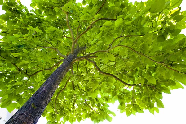 Bladen på ett träd — Stockfoto