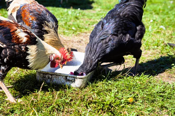 鶏を添付します。 — ストック写真