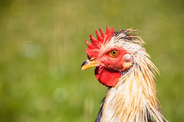 Pollo, ritratto — Foto Stock