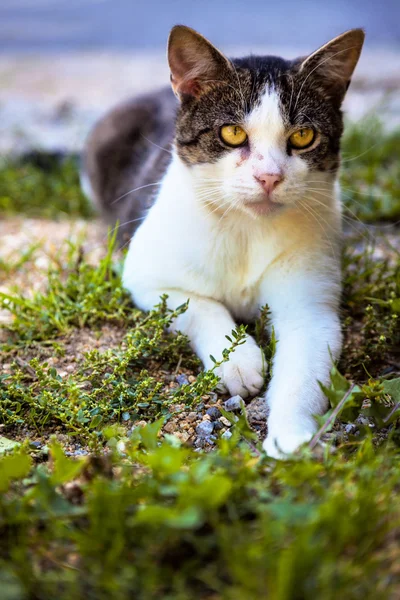 Kattze κάθεται στο πάτωμα — Stockfoto