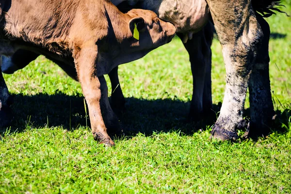 Vaca en un pasto — Foto de Stock