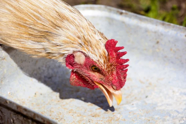 Allegare pollo — Foto Stock