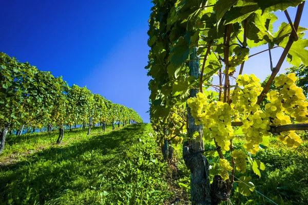 Jahrgangswinzer im Weinberg — Stockfoto