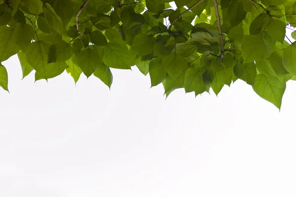 Fogliame di un albero — Foto Stock