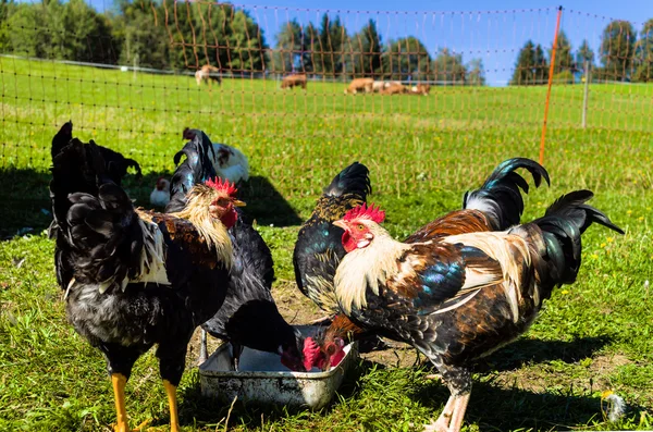 Poulets d'élevage en liberté — Photo