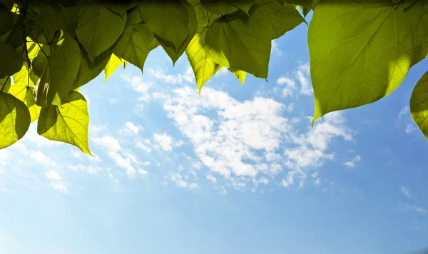 Follaje de un árbol — Foto de Stock