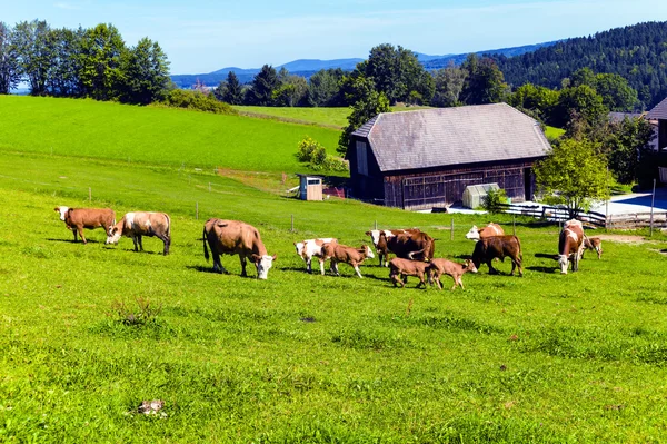 Happy cows on alpine meadow — Stock Photo, Image