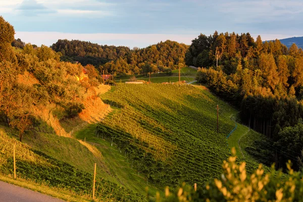 Vigneto nella luce della sera — Foto Stock