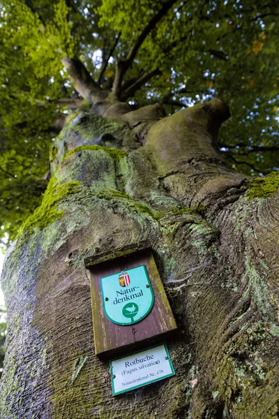 Monument a copper beech — Stock Photo, Image