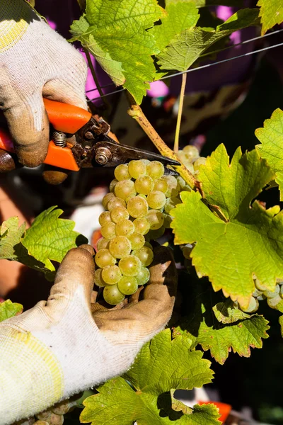 Viticoltore vintage in vigna — Foto Stock