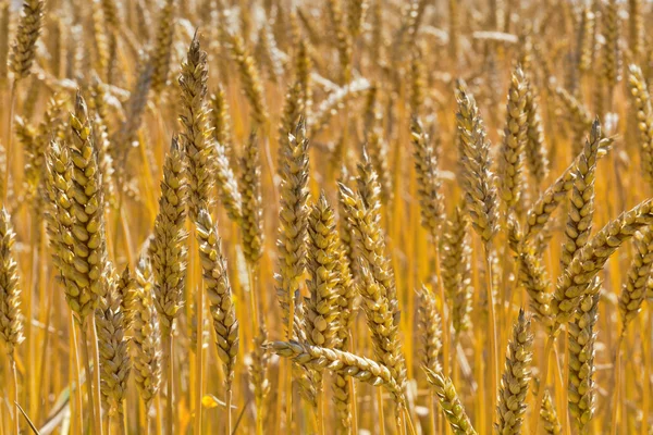 Weizen auf einem Feld — Stockfoto