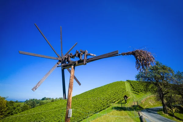 Weintrtauben のブドウ園でつる — ストック写真