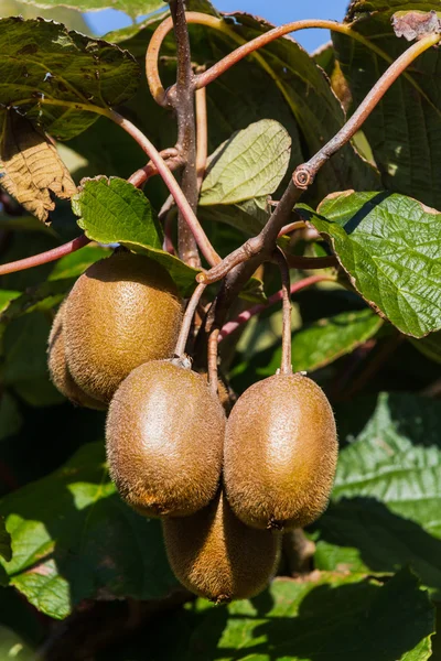 Kiwi em um kiwibaum — Fotografia de Stock