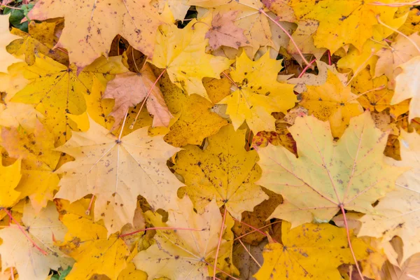 Foglie gialle in autunno — Foto Stock