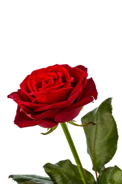 Red rose. signs of love — Stock Photo, Image