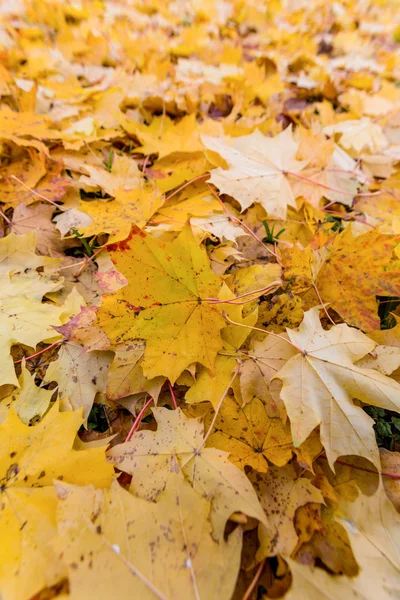 Gele bladeren in de herfst — Stockfoto