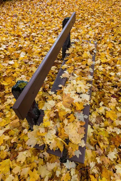 Sárga levelek ősszel — Stock Fotó